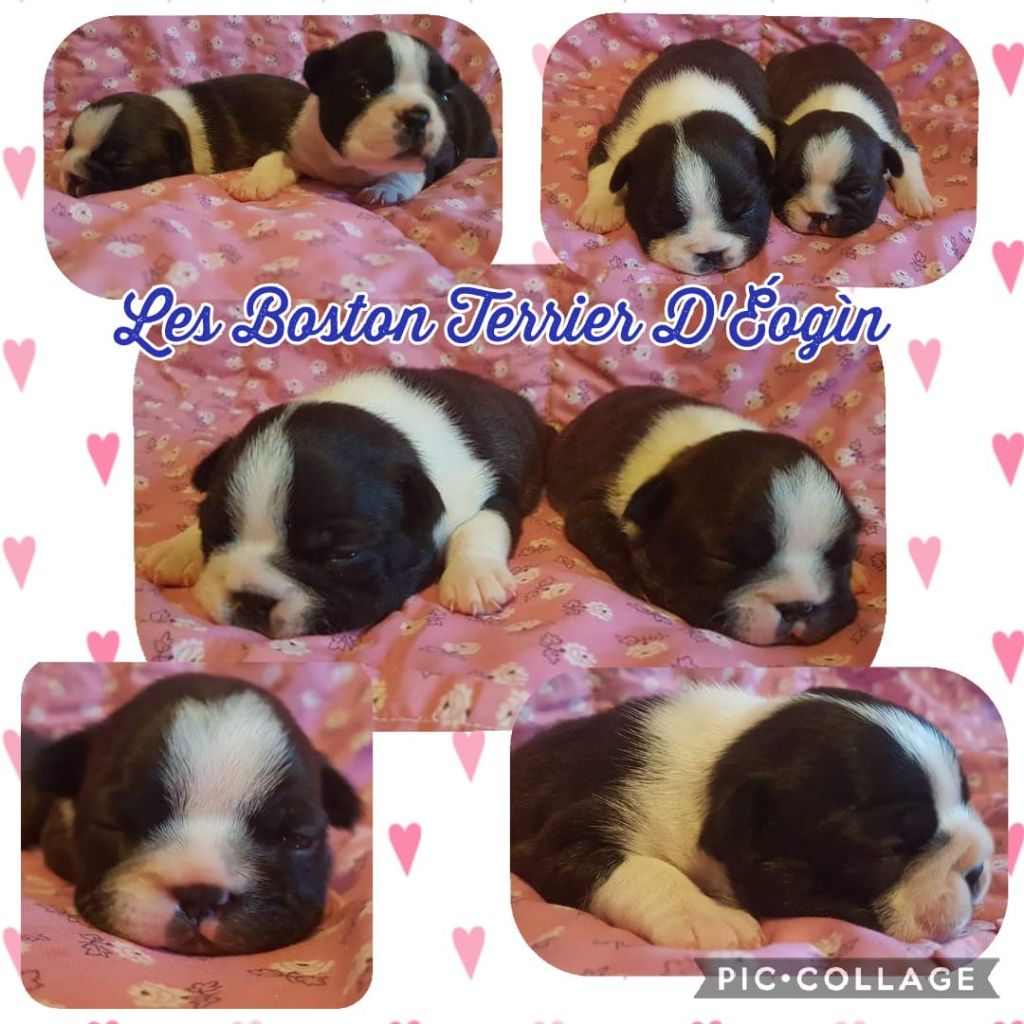 D'Eogin - Boston Terrier - Portée née le 27/07/2021