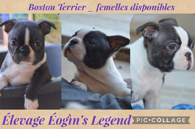 D'Eogin - Boston Terrier - Portée née le 17/05/2022