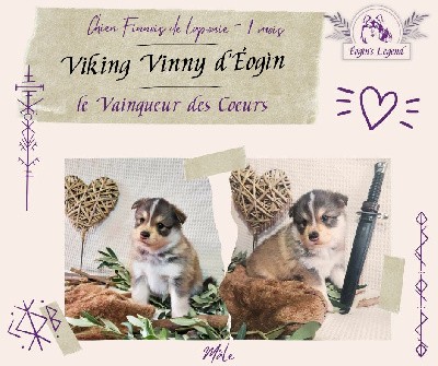 Viking Vinny D'Éogìn