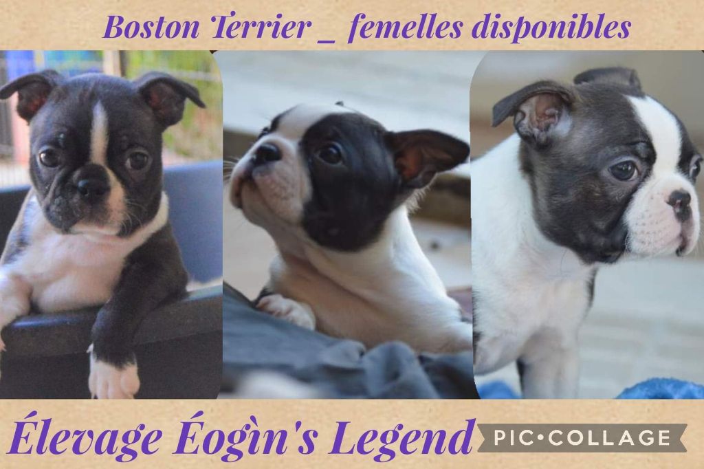 chiot Boston Terrier D'Eogin