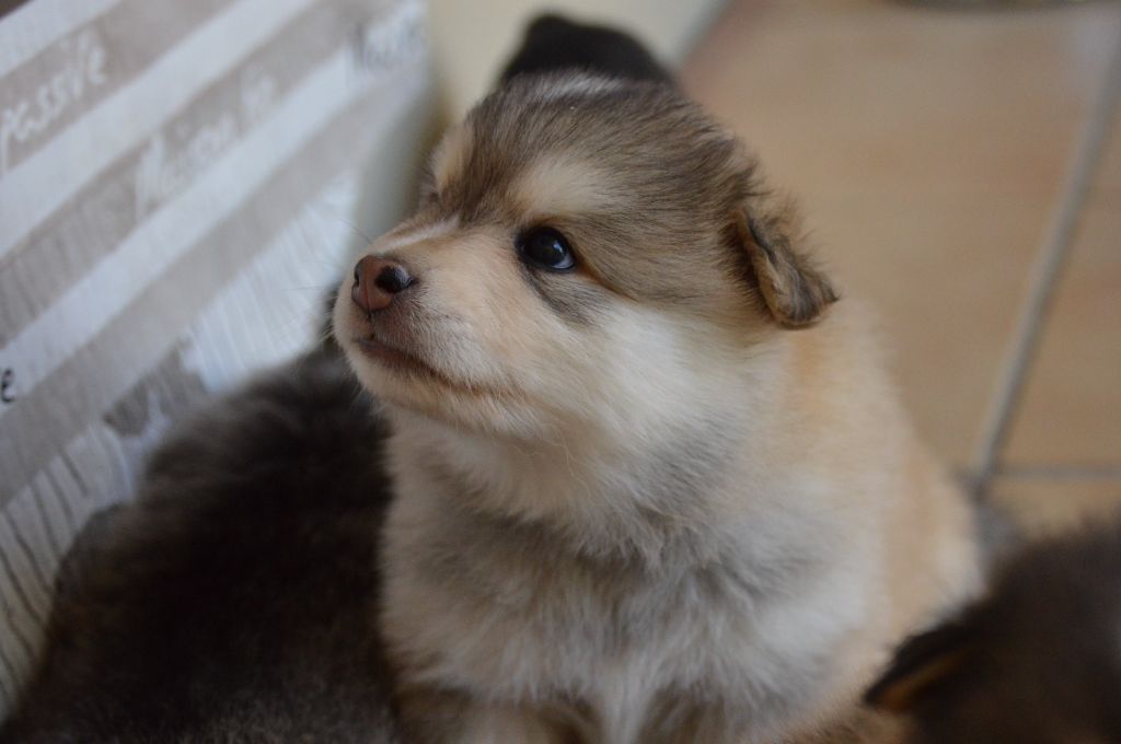 D'Eogin - Chien finnois de Laponie - Portée née le 31/05/2022